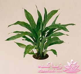 گیاهان آپارتمانی 